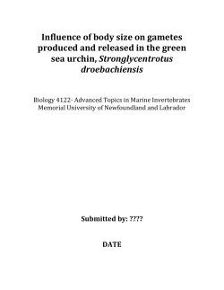 Influence of body size on gametes produced and released