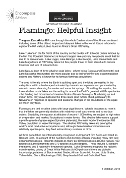 Flamingo: Helpful Insight