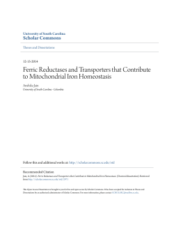 Ferric Reductases and Transporters that Contribute to Mitochondrial
