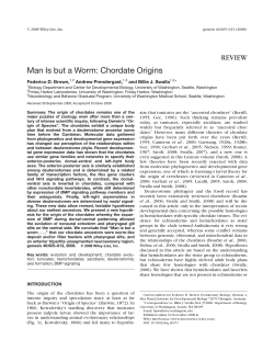 Man is but a worm: Chordate origins