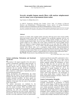 Severely atrophic human muscle fibers with nuclear misplacement