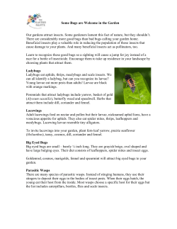 Some bugs are welcome in the garden