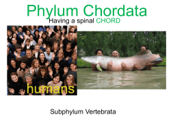Phylum Chordata