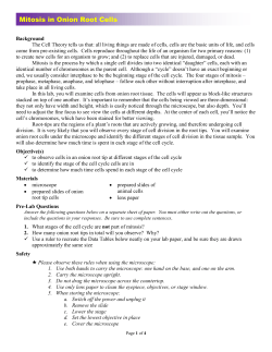 Mitosis in Onion Root Cells
