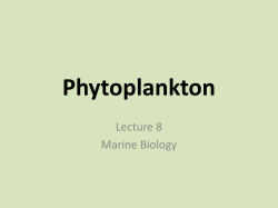 Phytoplankton