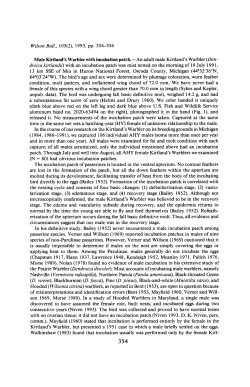 Male Kirtland`s Warbler with Incubation Patch