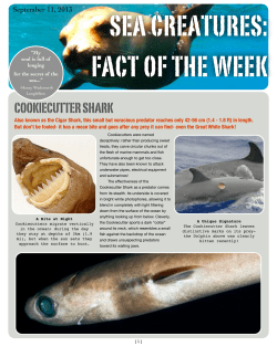 Cookiecutter Shark - Sea Creature Fact of the Week