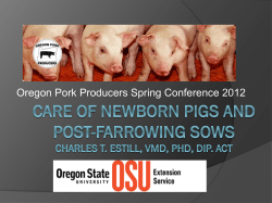 Care of New Born Pigs