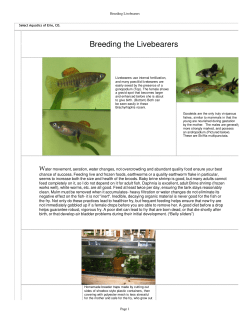 Breeding Livebearers