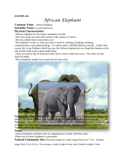 African Elephant