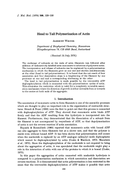 Head to Tail Polymerization of Actin