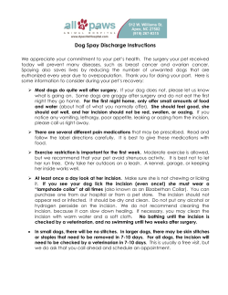 Dog Spay Discharge Instructions