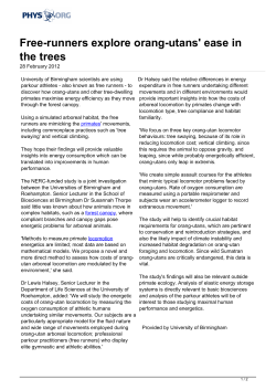 Free-runners explore orang-utans` ease in the trees