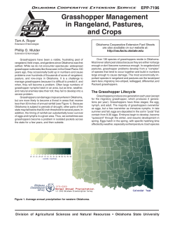 Grasshopper Management in Rangeland, Pastures, and Crops
