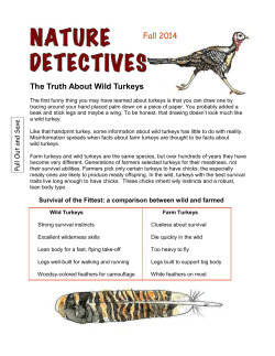 Nature Detectives: The Truth About Wild Turkeys