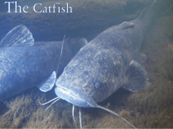 yellow cat - Oklahoma Department of Wildlife Conservation