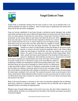 Fungal Conks on Trees