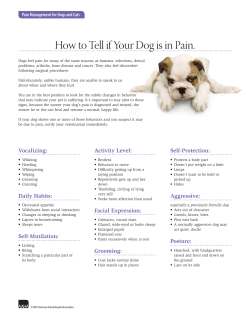 Client Handouts: Pain Management for Dogs and Cats