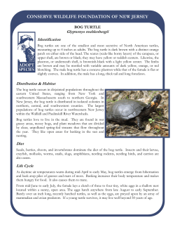 bog turtle info sheet - Conserve Wildlife Foundation