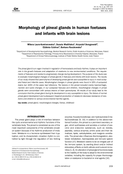 Morphology of pineal glands in human foetuses and