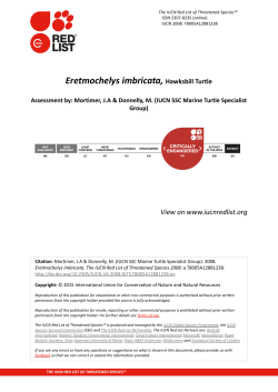 Eretmochelys imbricata, Hawksbill Turtle