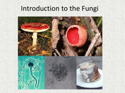 Lecture 5 Fungi - David Bogler Home