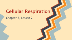 Cellular Respiration Presentation