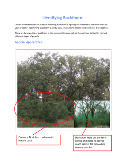 Identifying Buckthorn-