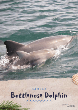 Bottlenose Dolphin - Rottnest Island Wildlife
