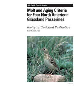 Molt and Aging Criteria for Four North American Grassland Passerines