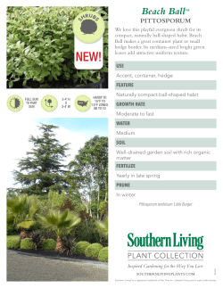 Beach Ball&trade; Pittosporum - Southern Living Plants