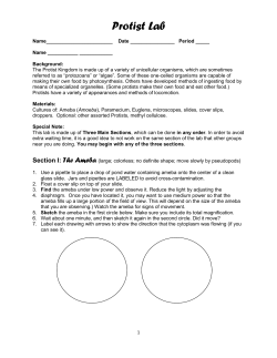 Protist Lab