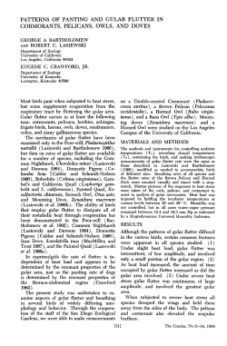Patterns of Panting and Gular Flutter in Cormorants, Pelicans, Owls