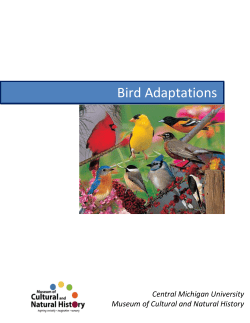 Bird Adaptations - Central Michigan University