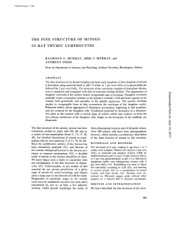 THE FINE STRUCTURE OF MITOSIS IN RAT THYMIC