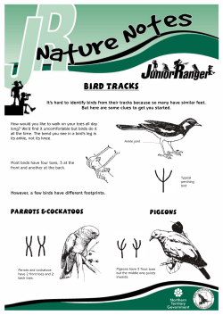 Nature Notes - Bird Tracks