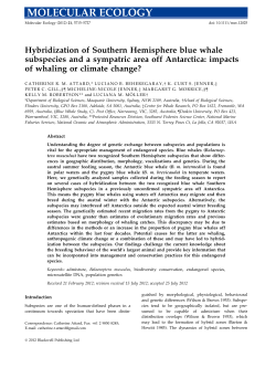 Hybridization of Southern Hemisphere blue whale subspecies and a