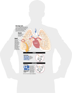 Bronchi Alveoli How lungs work