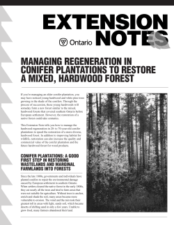 Managing Regeneration in Conifer Plantations to Restore a Mixed